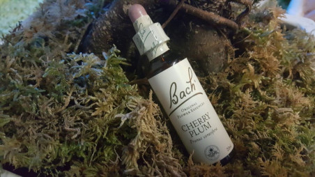 Boutique ésotérique pierres des elfes - Fleurs de Bach Prunier