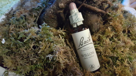 Boutique ésotérique pierres des elfes - Fleurs de Bach Saule